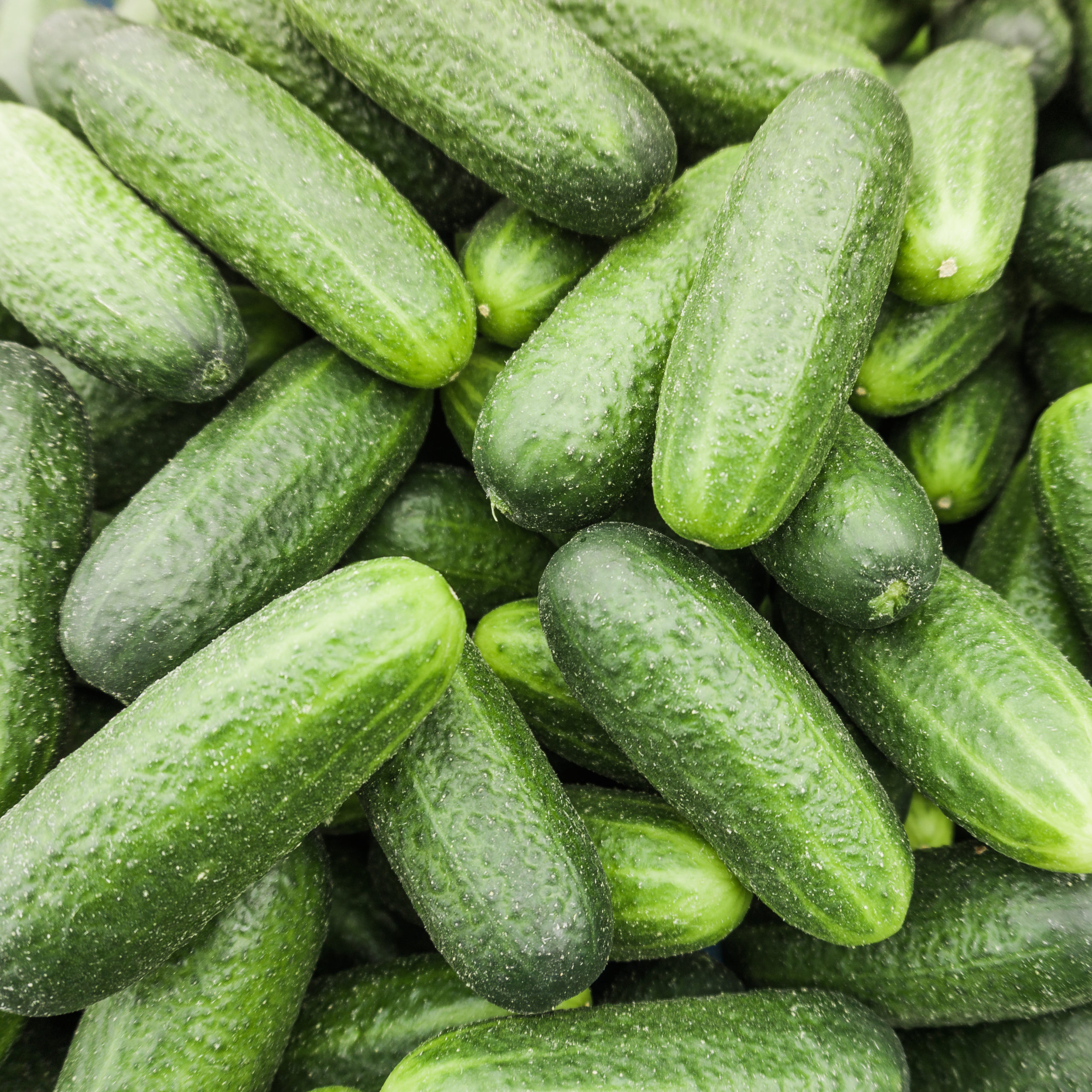 freshg cucumber